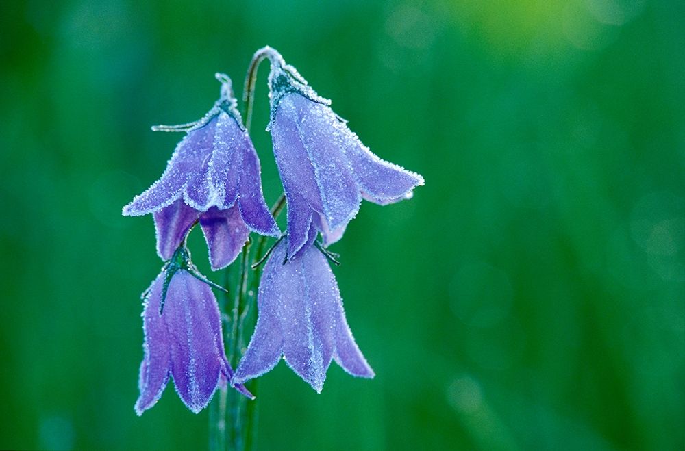 Canada-British Columbia-Valemount Forest on harebell flowers art print by Jaynes Gallery for $57.95 CAD